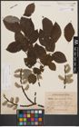 Foto von Salix caprea L.